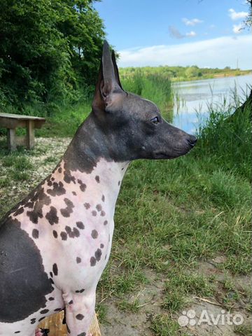 Кобель для вязки агт