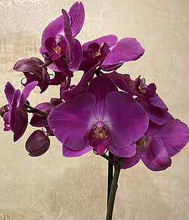Купить орхидею во владимире тюльпан стоимость за шт