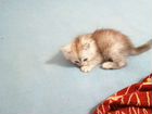 Котёнок с лежанкой,лотком и мисками даром