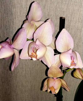 Орхидея Легато пелорик