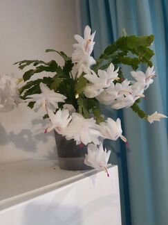 Комнатные растения цветы