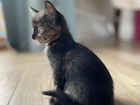 Котята от кошки Сил-поинт объявление продам