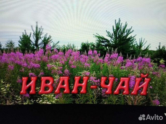 Иван-чай ручного сбора