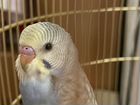 Волнистый попугай с клеткой 2,5 месяца объявление продам