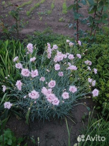 Гвоздика перистая многолетняя