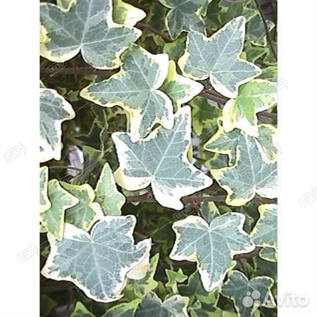 Плющ Голден Чайлд Hedera Gold Child 90/17