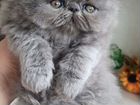 Персидские и экзотические котята объявление продам