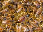 Пчелиные матки