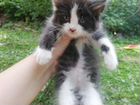 Котята-кошечки в добрые руки бесплатно объявление продам