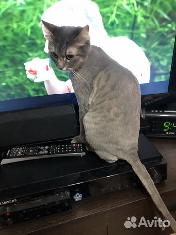 Ветеринарные услуги