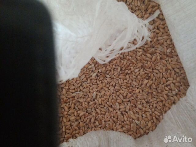 Зерно, комбикорма и размолы