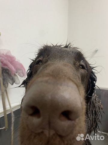 Груминг собак