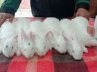 Кролики Белый паннон объявление продам