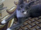 Котёнок - Кот 3 месяца объявление продам