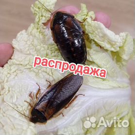 Аргентинских тараканов