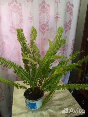 Папоротник-Нефролепис