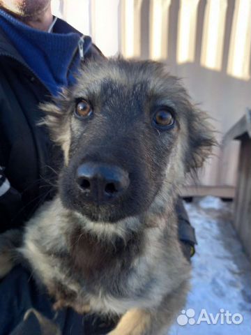 Щенки в приюте. Помогите