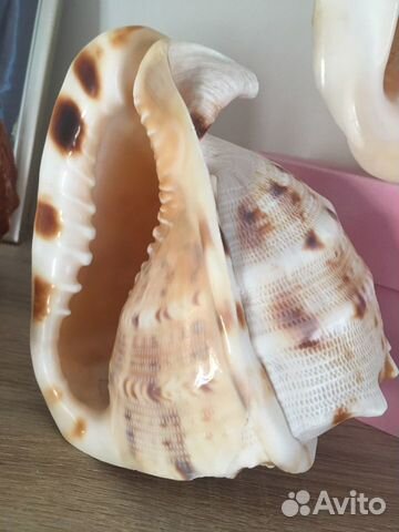 Ракушка морская