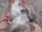 Сатиновые гламурные мышки объявление продам