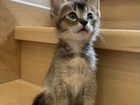 Котята метисы Абиссинской кошки объявление продам