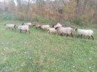 Овцы бараны ярки романовские на племя