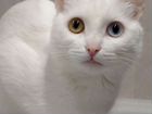 Турецкая ангора кошка белая ищет новых хозяев