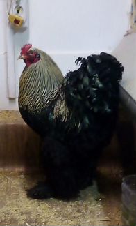 Инкубационное яйцо и цыплята кур Брама