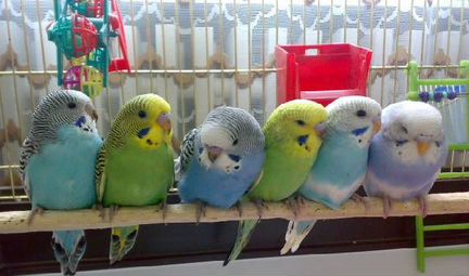 Попугаи волнистые, неразлучники, амадины