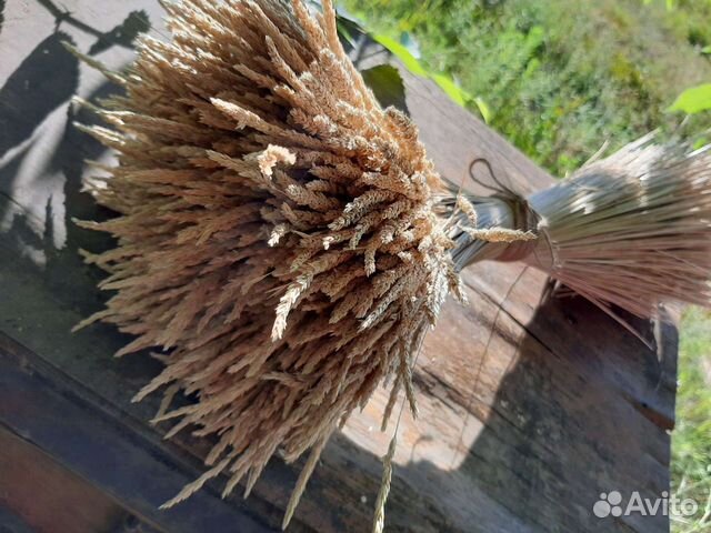 Колосок полевой