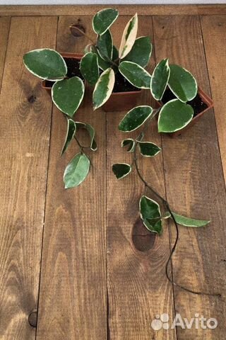 Хойя карноза кримсон квин