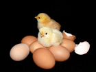 Инкубационное яйцо из Европы, цыплята