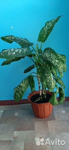 Диффенбахия