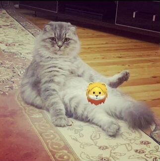 Шотландский кот вязка