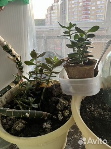 Толстянка денежное дерево отростки с корнями