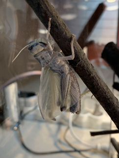 Саранча перелетная (Locusta migratoria)