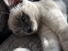 Тайский кот для вязки объявление продам