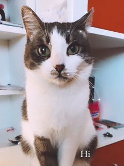 Кошка Поночка