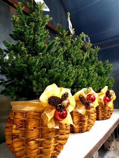 Ель в горшке Виллс Цверг