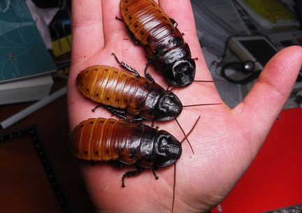 Ручные шипящие Мадагаскарские тараканы мощные