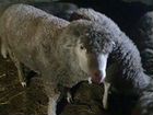 Баран, овцы курбан объявление продам