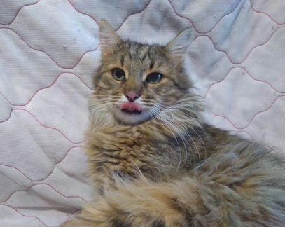 Пушистый чудо-кот Бася в дар