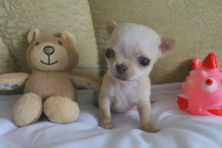 Щенки чихуахуа mini