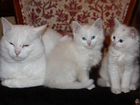 Турецкая ангора милые котятки