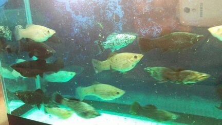 Моллинезия. Черная, мраморная и др