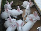 Кролики калифорнийские, серебристые, паннон объявление продам