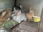Кролики пародистые,3 месячные объявление продам