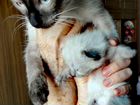 Сиамский котенок-девочка 2 недели