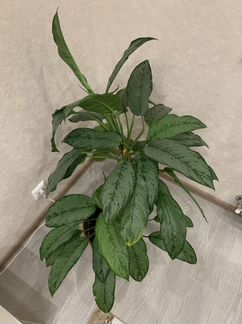 Аглаонема домашнее растение