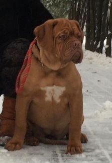 Чудесная девочка французского мастифа