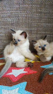 Балинезийские котята-комочки